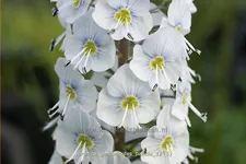 Veronica gentianoides 'Pallida'