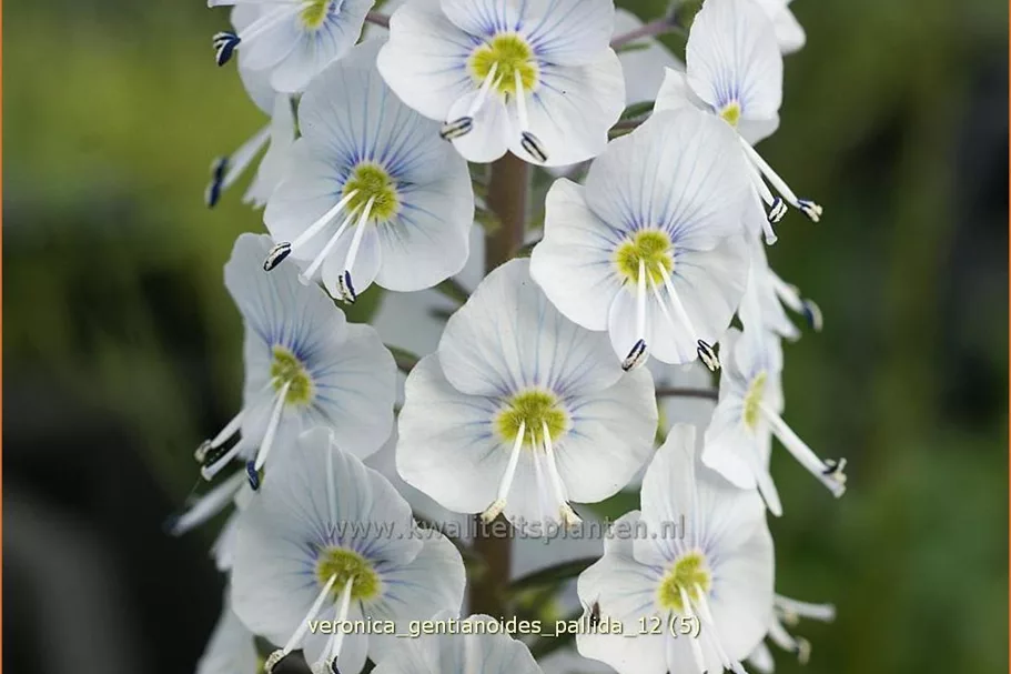 Veronica gentianoides 'Pallida'