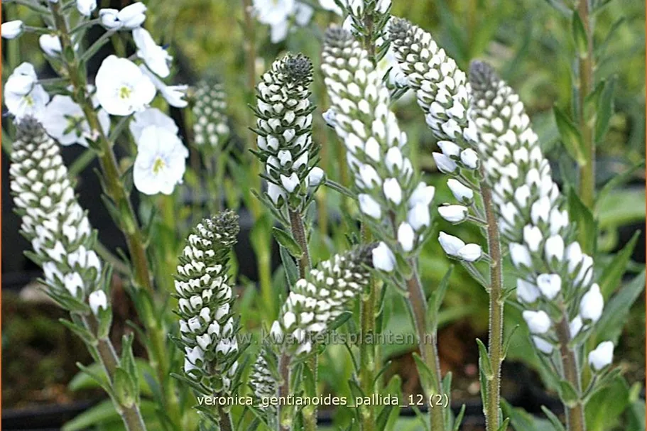 Veronica gentianoides 'Pallida'