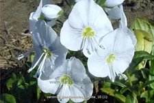 Veronica gentianoides 'Pallida'