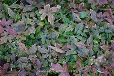 Tiarella laciniata 'Spring Symphony'