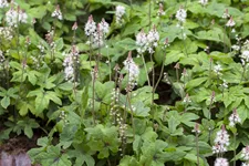 Tiarella laciniata 'Spring Symphony'