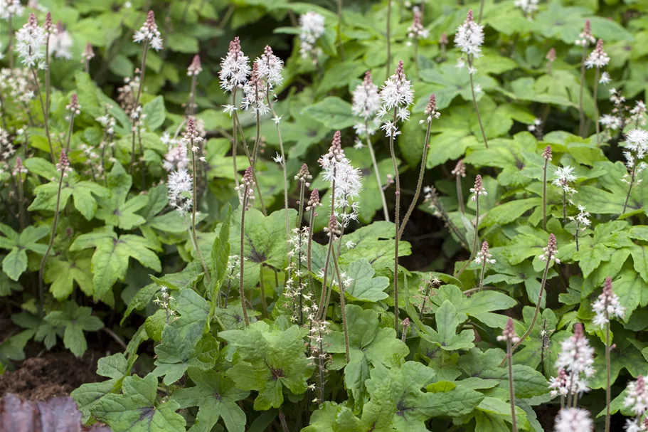 Tiarella laciniata 'Spring Symphony'