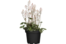 Tiarella laciniata 'Spring Symphony'