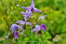Thalictrum delavayi var. decorum