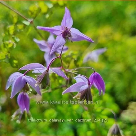 Thalictrum delavayi var. decorum