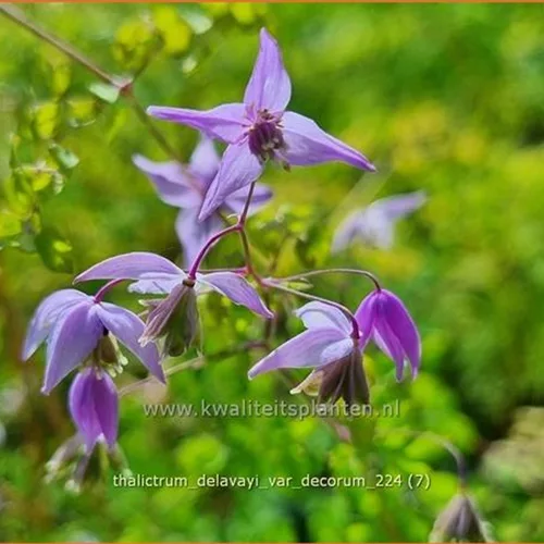 Thalictrum delavayi var. decorum