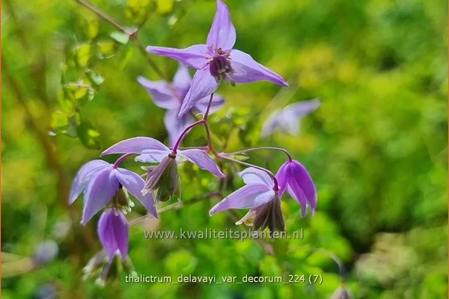 Thalictrum delavayi var. decorum