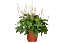 Tiarella laciniata 'Spring Symphony'