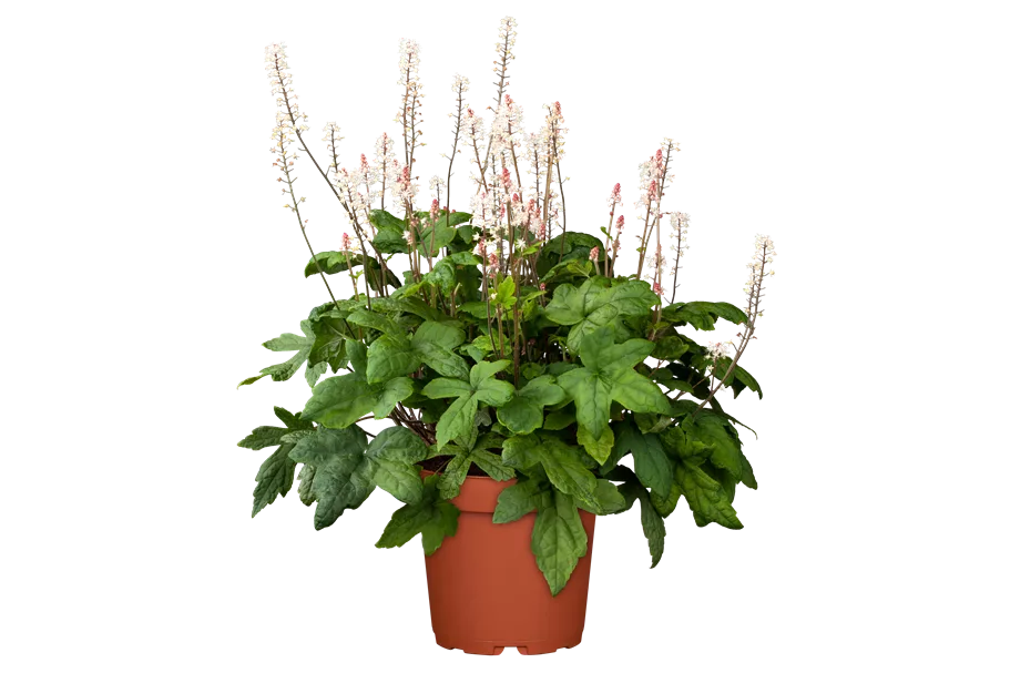Tiarella laciniata 'Spring Symphony'