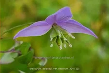 Thalictrum delavayi var. decorum