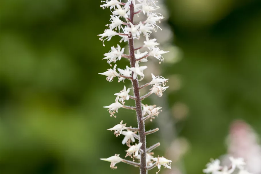 Tiarella laciniata 'Spring Symphony'