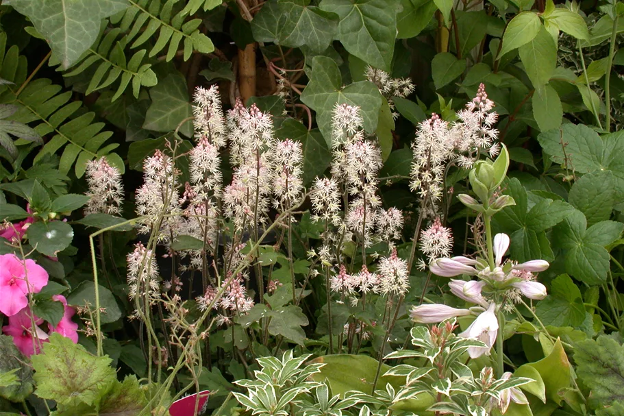 Tiarella laciniata 'Spring Symphony'