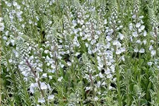 Veronica gentianoides 'Variegata'