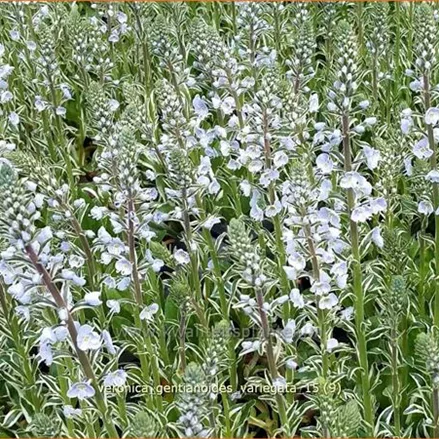Veronica gentianoides 'Variegata'