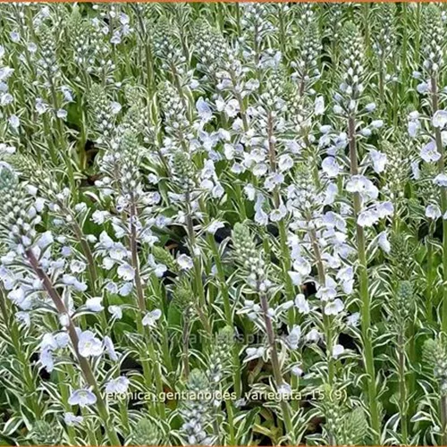 Veronica gentianoides 'Variegata'