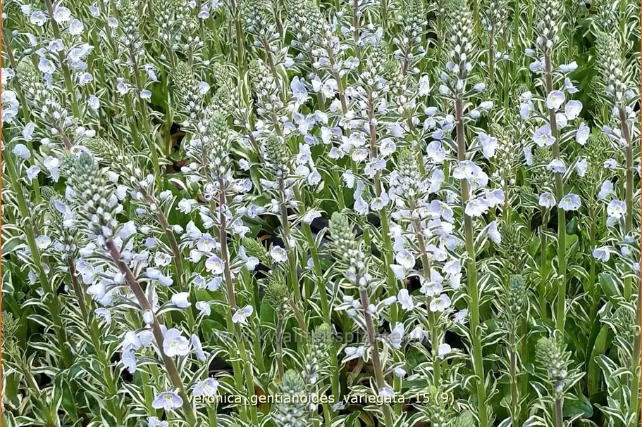 Veronica gentianoides 'Variegata'