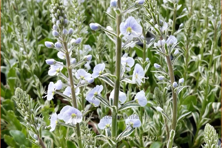 Veronica gentianoides 'Variegata'