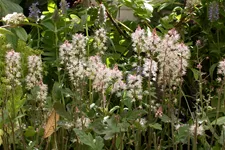 Tiarella laciniata 'Spring Symphony'