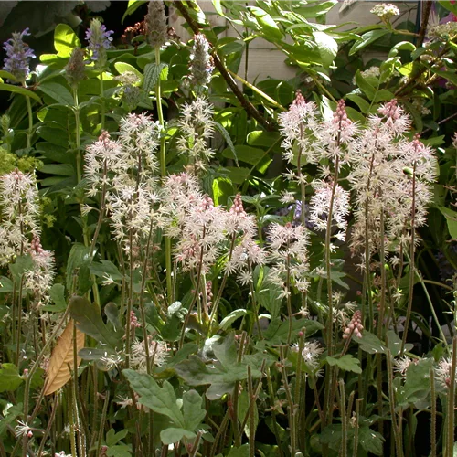 Tiarella laciniata 'Spring Symphony'