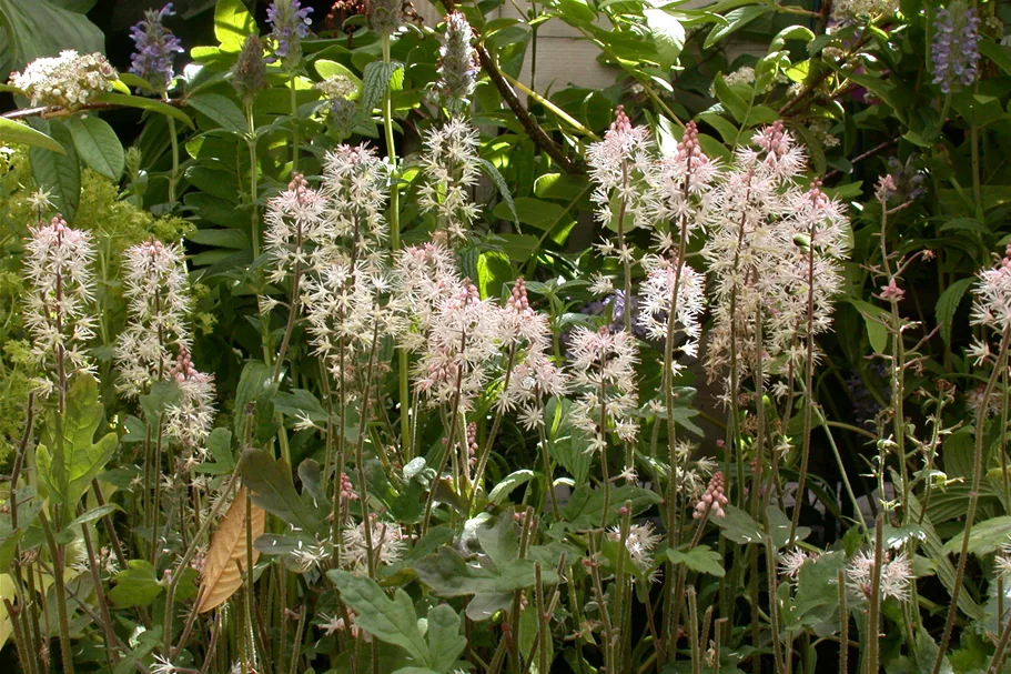 Tiarella laciniata 'Spring Symphony'
