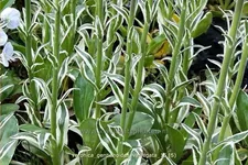 Veronica gentianoides 'Variegata'