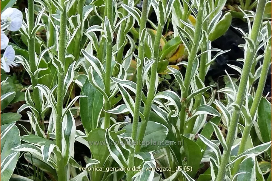 Veronica gentianoides 'Variegata'