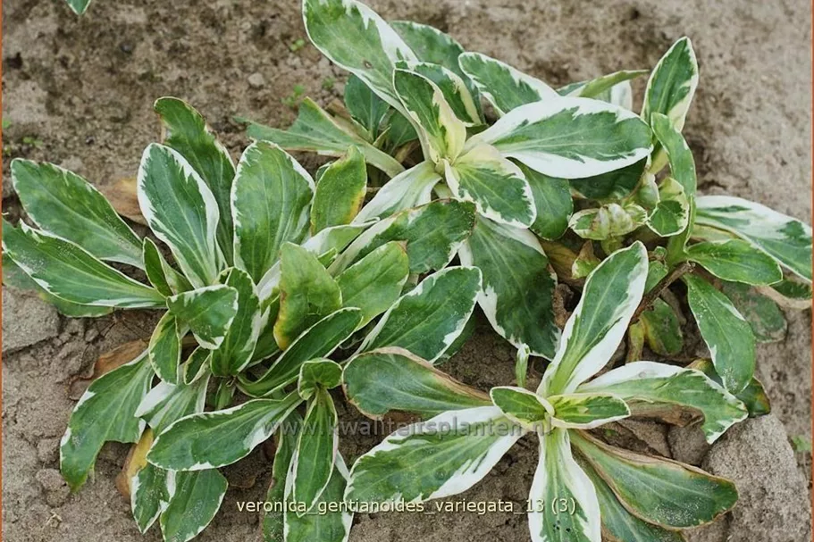 Veronica gentianoides 'Variegata'