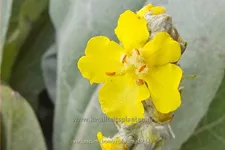 Verbascum bombyciferum