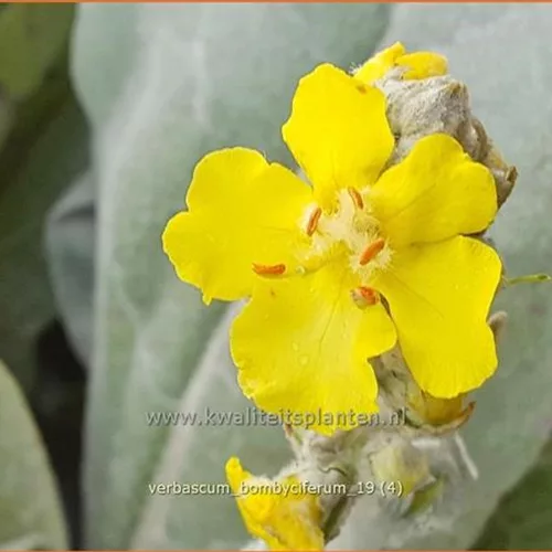 Verbascum bombyciferum