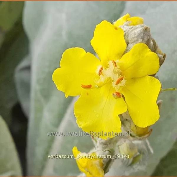 Verbascum bombyciferum