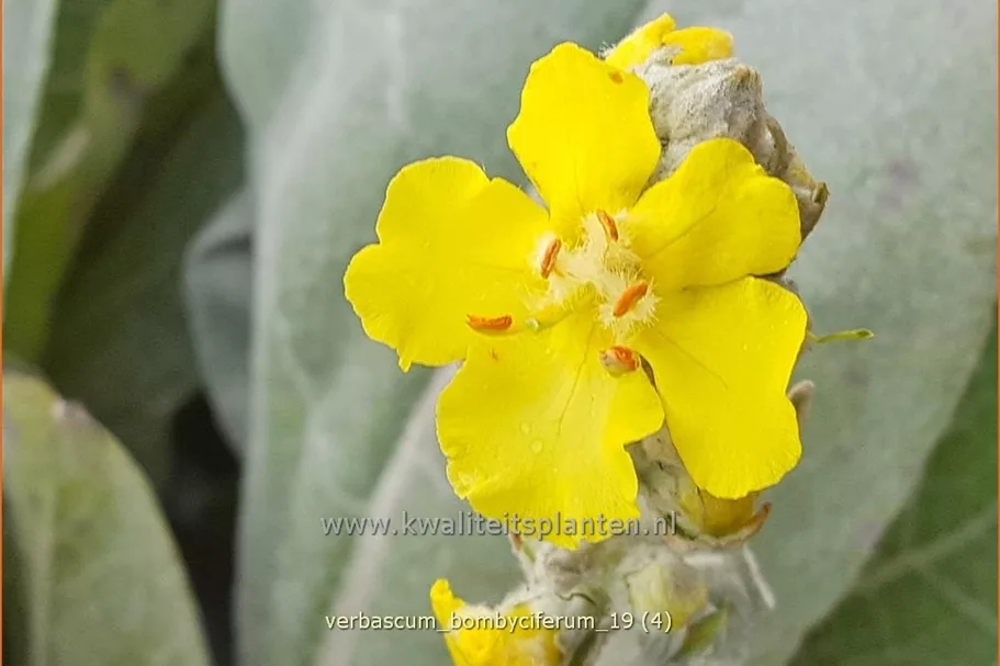 Verbascum bombyciferum