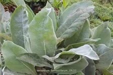 Verbascum bombyciferum