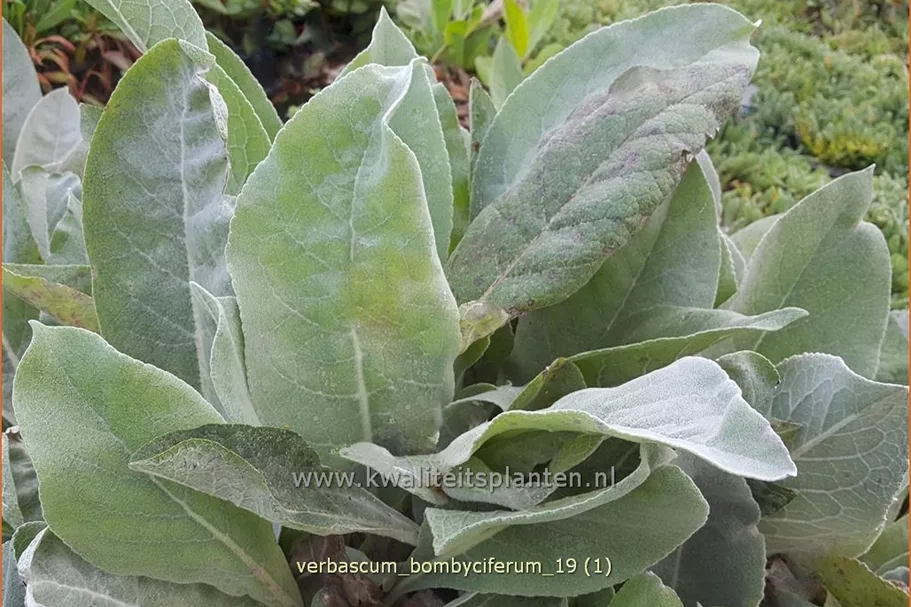 Verbascum bombyciferum