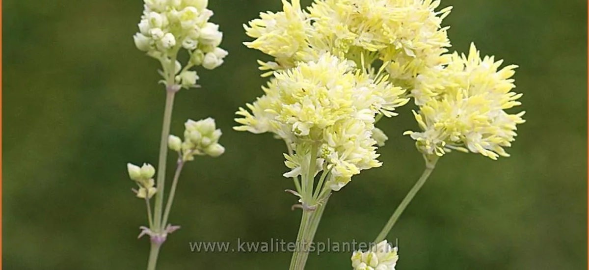 Thalictrum flavum ssp. glaucum