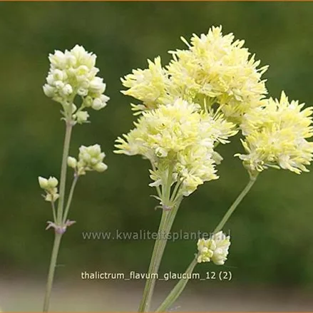 Thalictrum flavum ssp. glaucum