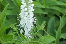 Veronica longifolia 'Alba'