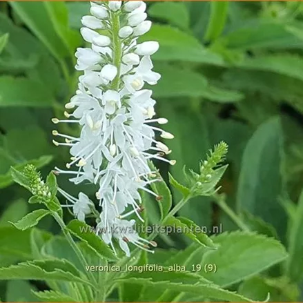 Veronica longifolia 'Alba'