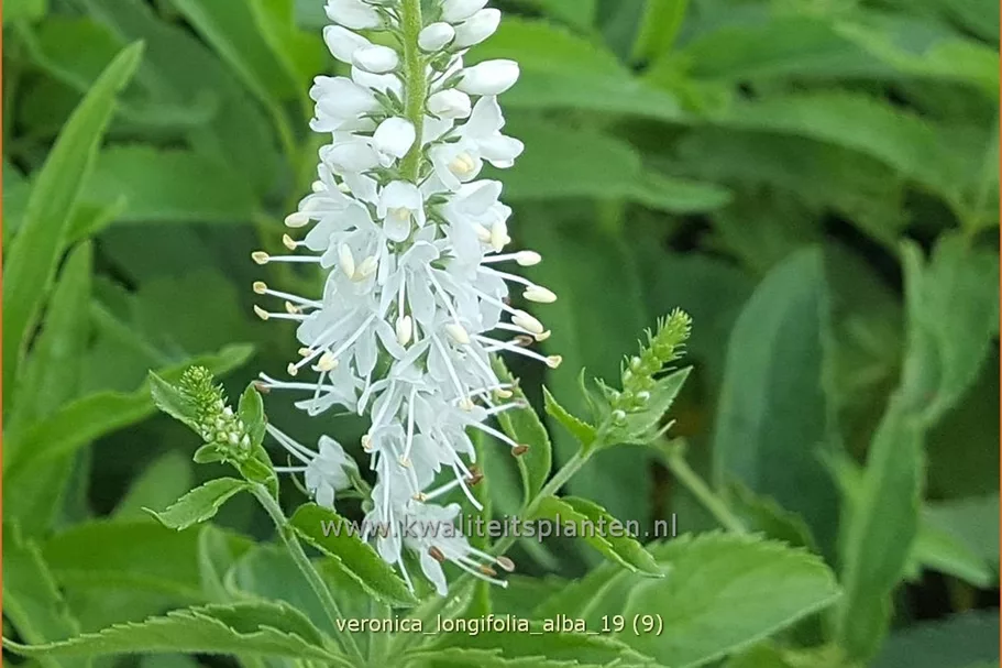 Veronica longifolia 'Alba'
