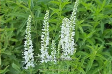 Veronica longifolia 'Alba'