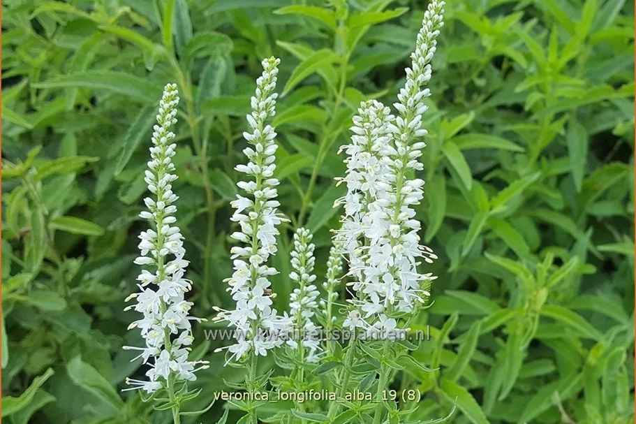 Veronica longifolia 'Alba'