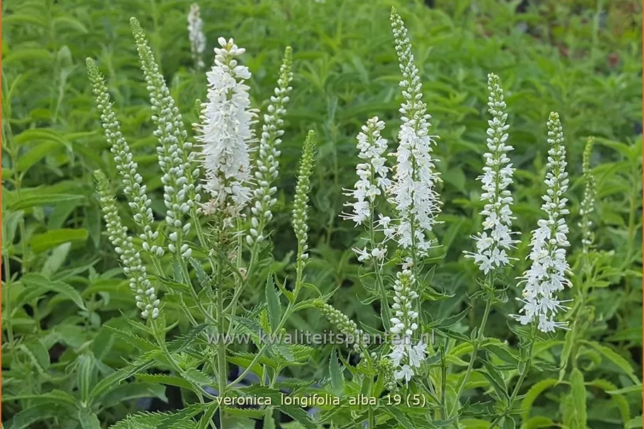 Veronica longifolia 'Alba'
