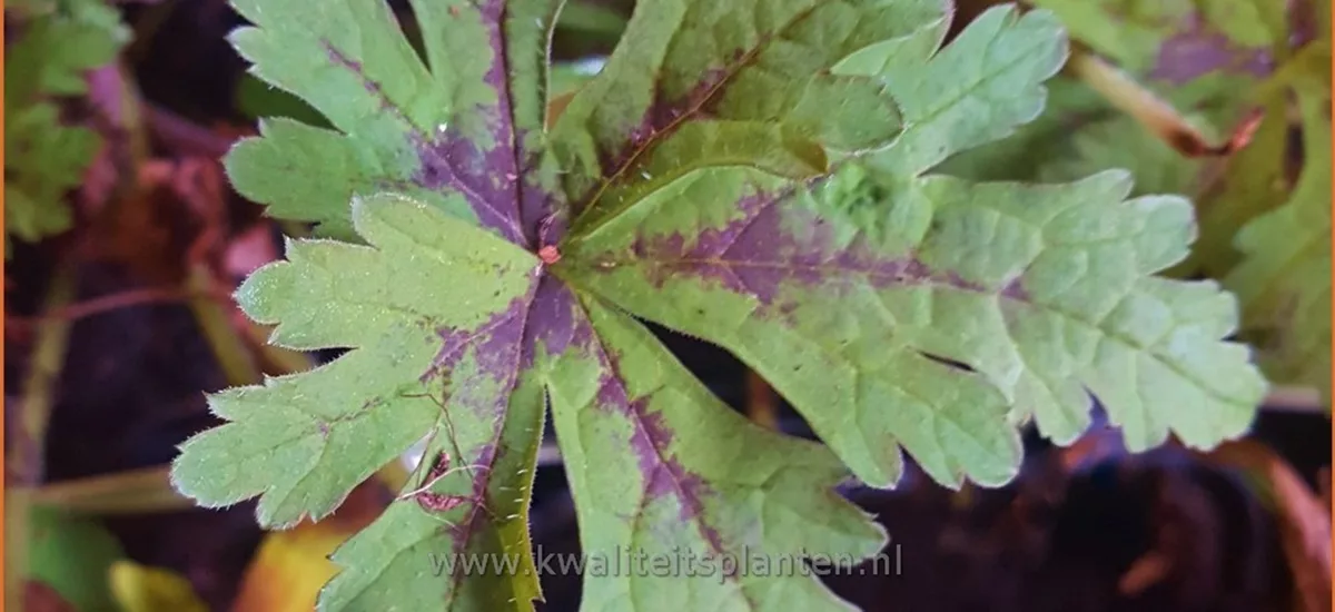 Tiarella 'Sylvan Lace'