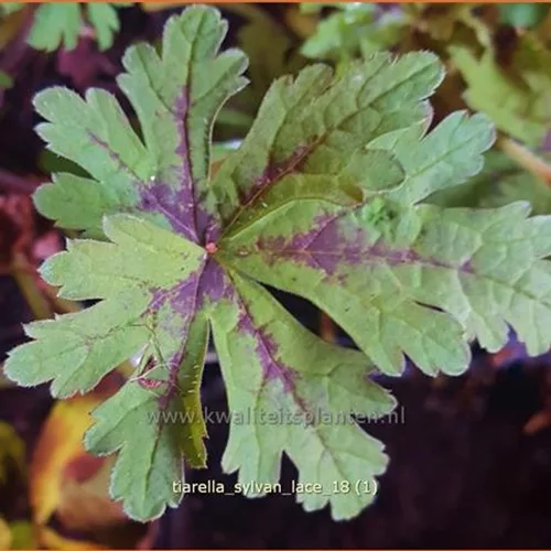 Tiarella 'Sylvan Lace'