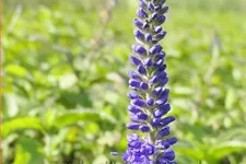 Veronica longifolia 'Blauriesin'