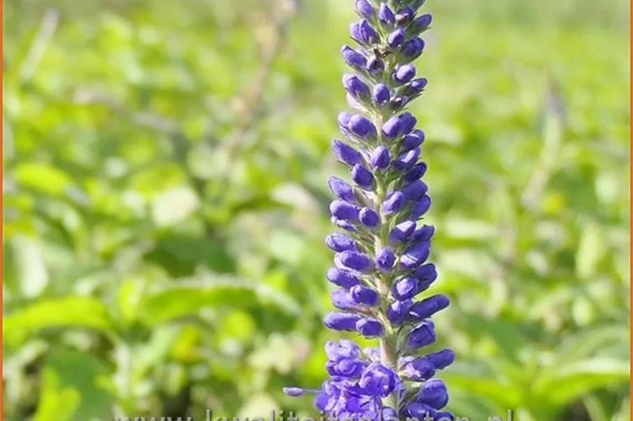 Veronica longifolia 'Blauriesin'