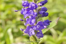 Veronica longifolia 'Blauriesin'