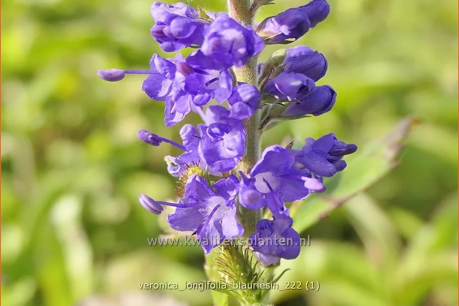 Veronica longifolia 'Blauriesin'