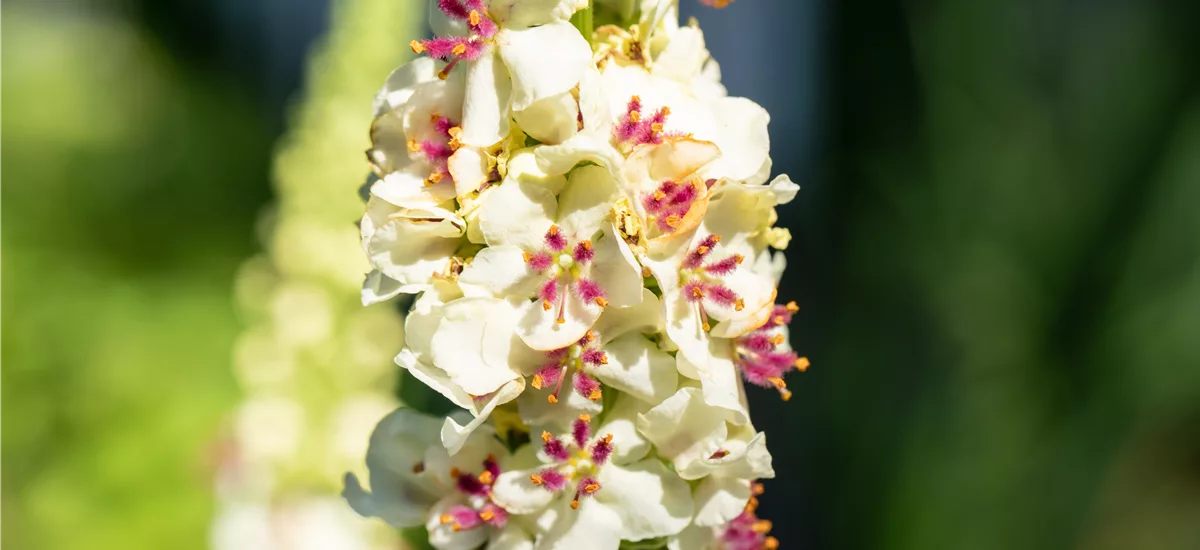 Verbascum chaixii 'Album'