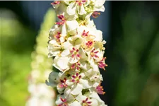 Verbascum nigrum 'Album'
